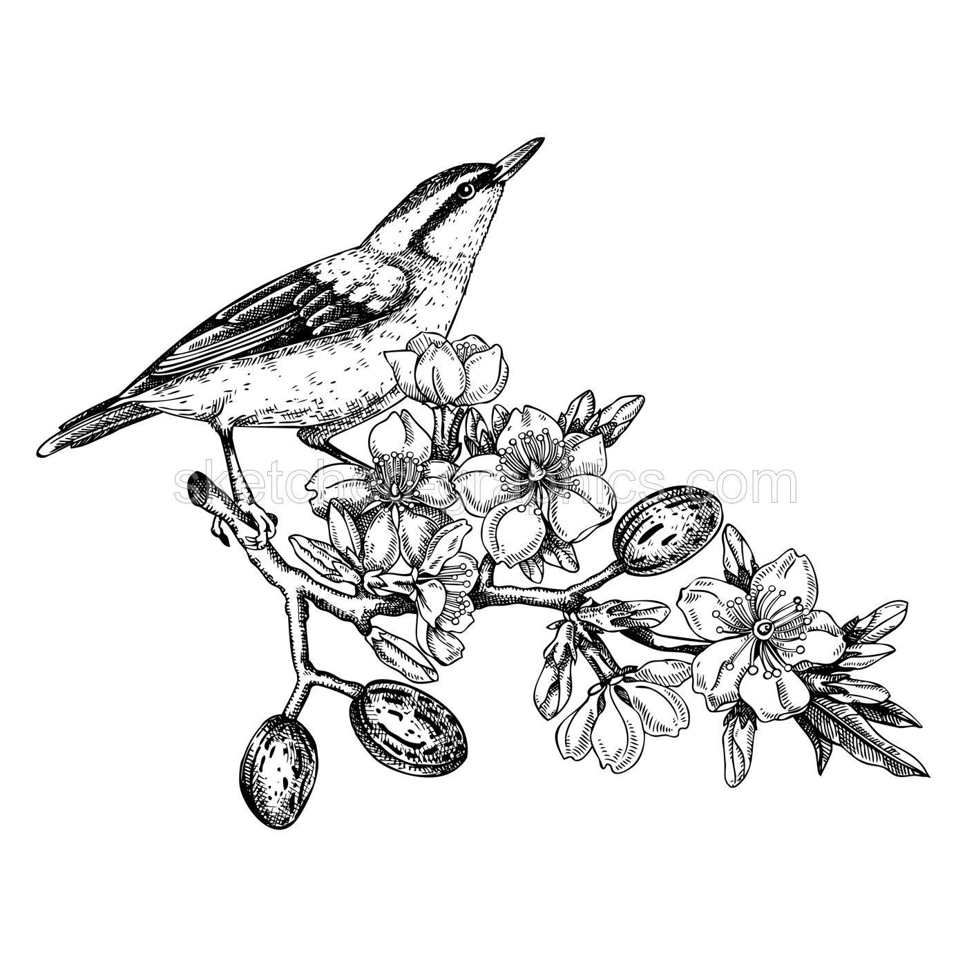 Nuthatch sitting on flowering almond branch sketch. Vector spring garden illustration. Hand drawn passerine bird singing on blooming tree with nuts, leaves and flowers in sketched style for print Illustration